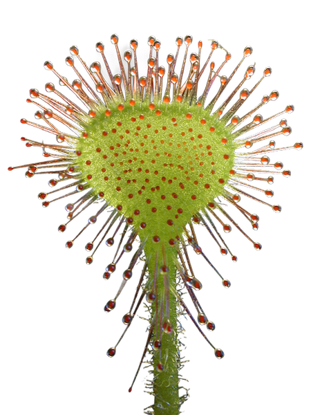 Drosera ROTUNDIFOLIA Leaf view